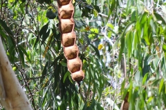 Mature-fruit-of-St.-Thomas-bean