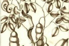 Plant-Illustration-of-St.-Thomas-bean