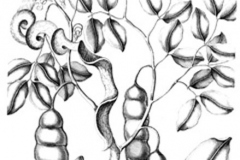 Sketch-of-St.-Thomas-bean
