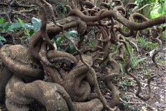 St.-Thomas-bean-plant