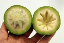 Star-apple-green-Abiaba