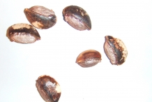 Star-apple-seeds-Damsel