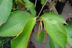 Star-apple-leaves-estrella