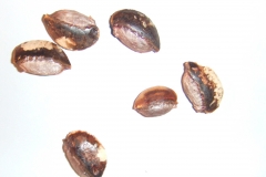 Star-apple-seeds-Damsel