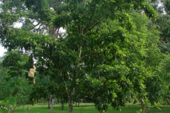 Star-apple-tree-Caimito