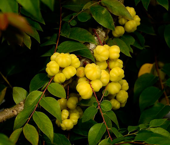 Fruits-of-Star-gooseberry