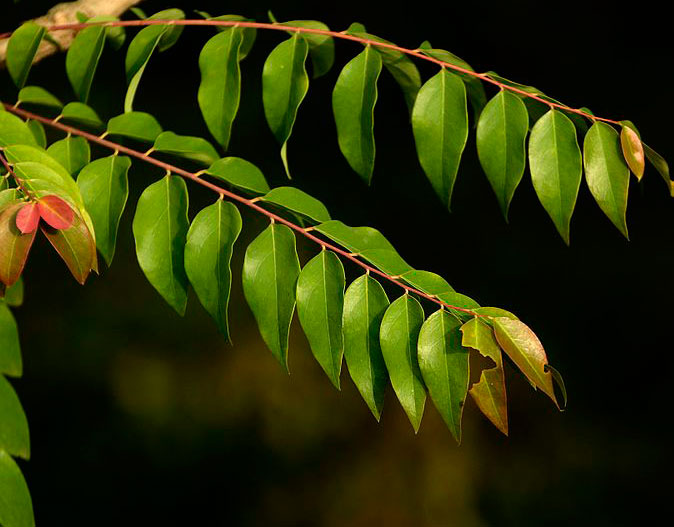 Leaves-of-Star-gooseberry