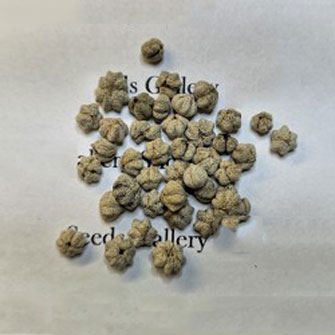 Seeds-of-Star-gooseberry