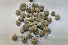 Seeds-of-Star-gooseberry