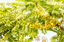 Star-gooseberry-tree