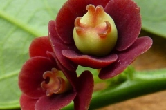 Closer-view-of-flower-of-Star-gooseberry