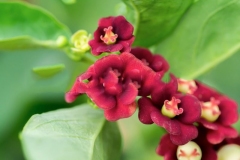 Flowers-of-Star-gooseberry
