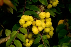 Fruits-of-Star-gooseberry