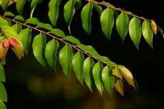 Leaves-of-Star-gooseberry