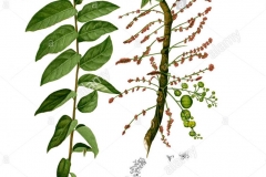 Plant-Illustration-of-Star-gooseberry