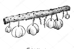 Sketch-of-Star-gooseberry