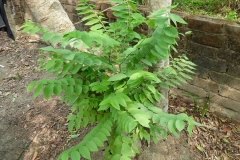 Small-Star-gooseberry-plant