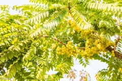 Star-gooseberry-tree