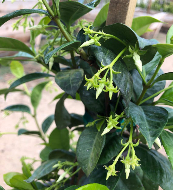 Flowering-buds-of-Star-Jasmine