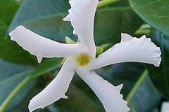 Closer-view-of-Star-Jasmine