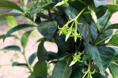 Flowering-buds-of-Star-Jasmine