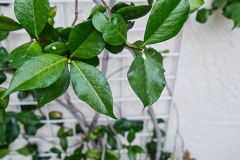 Leaves-of-Star-Jasmine-plant