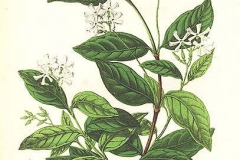 Plant-illustration-of-Star-Jasmine