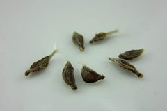 Seeds-of-Star-Jasmine