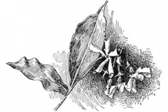 Sketch-of-star-Jasmine