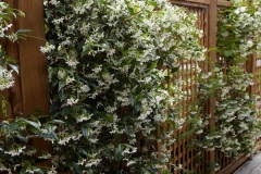 Star-Jasmine-plant