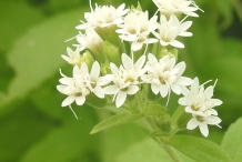 Close-view-of-Stevia-flowers