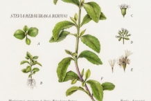 Illustration-of-Stevia