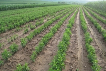 Stevia-farm