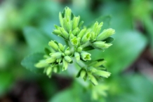 Stevia-flower-buds