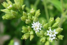 Stevia-flowers-with-buds