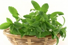 Stevia-leaves