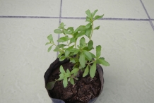 Stevia-plant