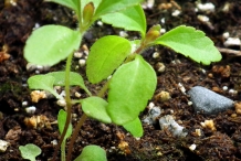 Stevia-seedlings