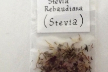 Stevia-seeds