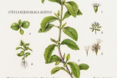 Illustration-of-Stevia