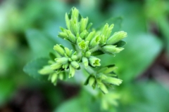 Stevia-flower-buds