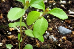 Stevia-seedlings