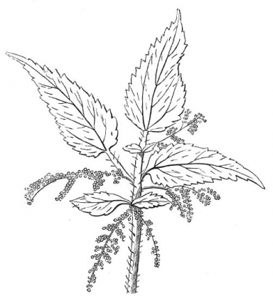Stinging-Nettle-plant-Sketch