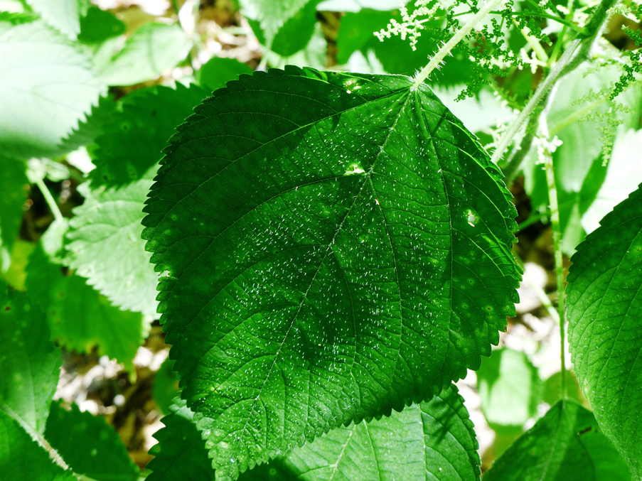 Stinging-nettle-leaves