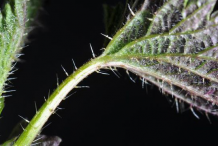 Branch-of-Stinging-Nettle
