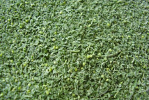 Small-Pieces-of-Stinging-nettle