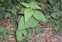 Small-Stinging-Nettle-Plant