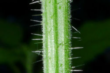 Stem-of-Stinging-Nettle-plant