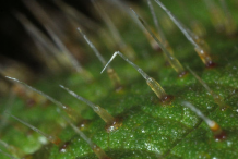 Stinging-Hairs-enlarged
