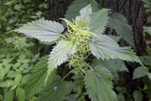 Stinging-Nettle-Plant